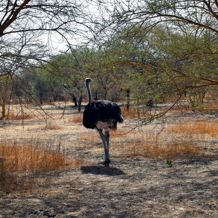 Safari in the Bandia reserve and boat trip on the Somone lagoon - Is $375 per person a fair price?