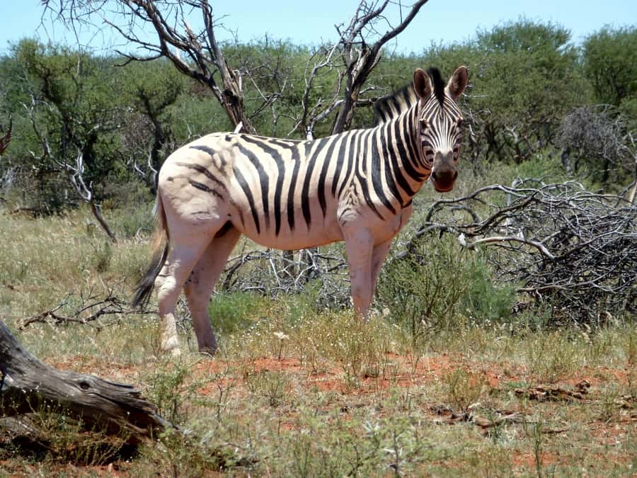 Safari in the Bandia reserve and boat trip on the Somone lagoon - Who will enjoy this day most?