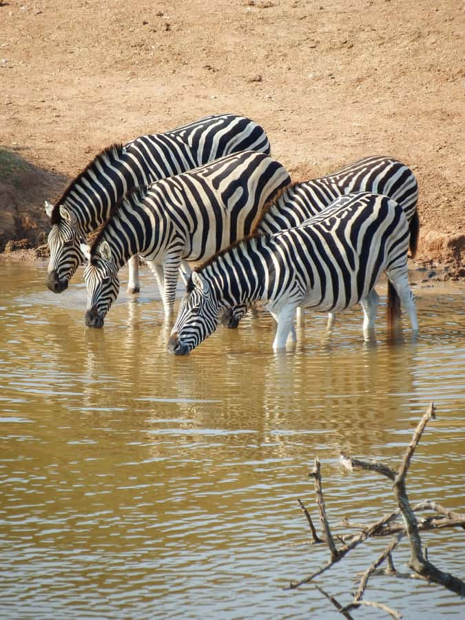 Safari in the Bandia reserve and boat trip on the Somone lagoon - Practical ways to prepare