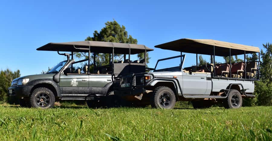Safari into Schotia Half Day Tour - What the four-hour outing feels like