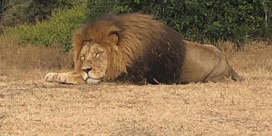 Safari into Schotia Half Day Tour - Looking for the Big Five at Schotia