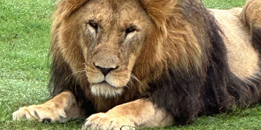 Safari into Schotia Half Day Tour - Who should book this experience?
