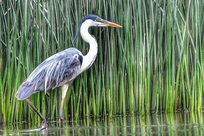 Safari náutico en tigre - Guides who shape the day