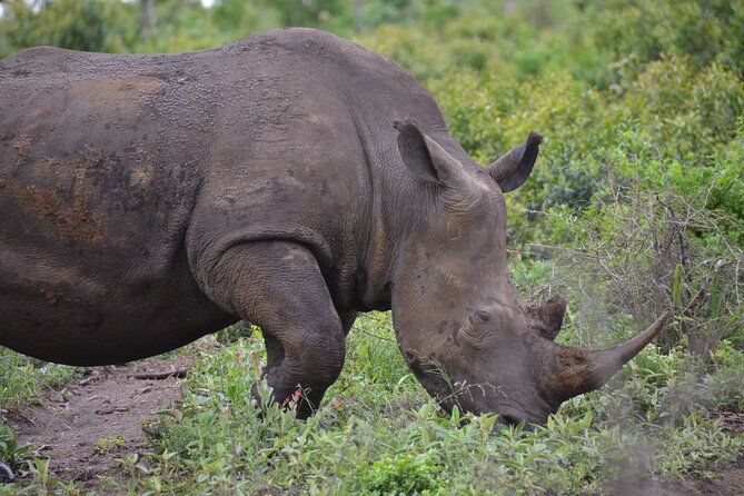 Safari & PheZulu Village Day Tour from Durban - Natal Lion Park: close encounters in about an hour