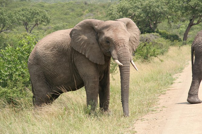 Safari & PheZulu Village Day Tour from Durban - PheZulu Reptile Park: snakes, crocodiles, and hands-on moments