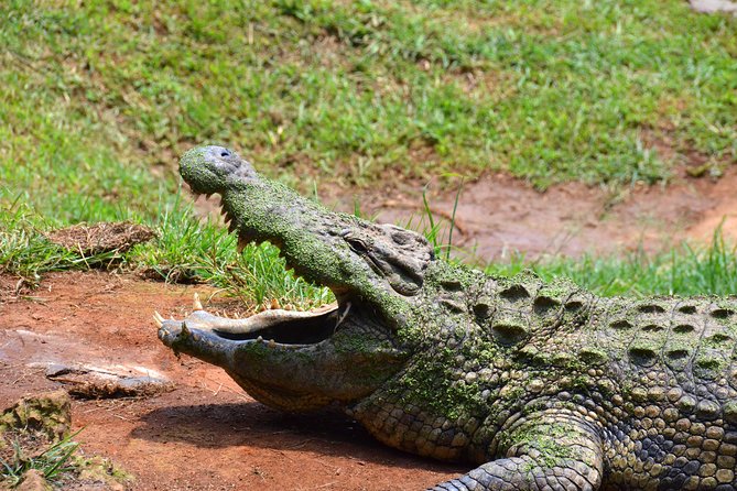 Safari & PheZulu Village Day Tour from Durban - The guides can make or break the day