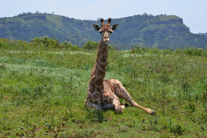 Safari & PheZulu Village Day Tour from Durban - Tala Private Game Reserve: a compact game drive
