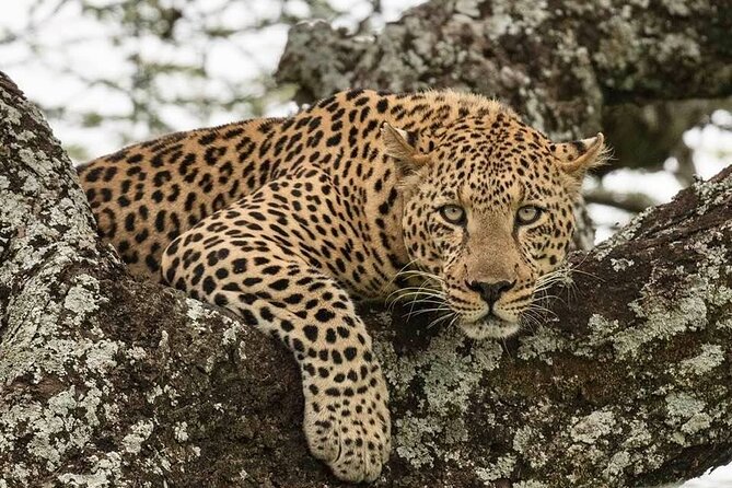 Safari Serengeti And Ngorongoro - Day Four: Down Into the Ngorongoro Crater