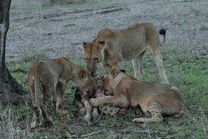 Safari Serengeti And Ngorongoro - Meals, Accommodation, and Practical Comfort