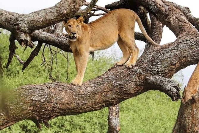 Safari Tour; Nairobi National Park - Nairobi National Park: a safari beside the city