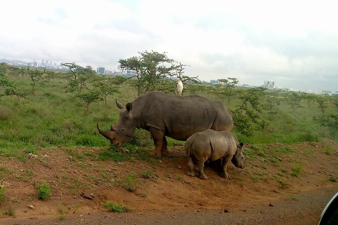 Safari Tour; Nairobi National Park - Four to five hours of game viewing, with a caveat