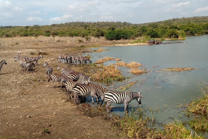 Safari Tour; Nairobi National Park - Animals you might see in Nairobi National Park