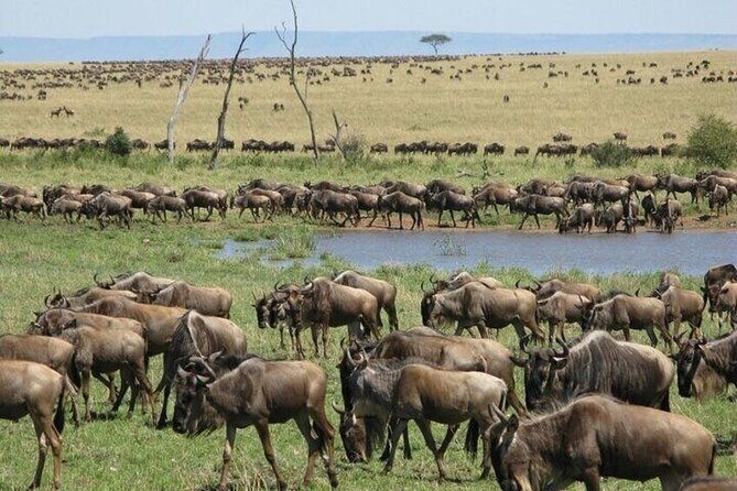 Safari Tour; Nairobi National Park - Guides can make or break the morning