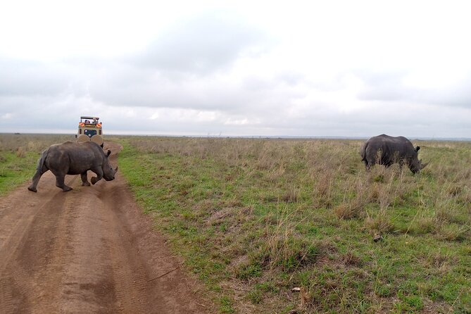 Safari Tour; Nairobi National Park - The park entrance fee changes the value