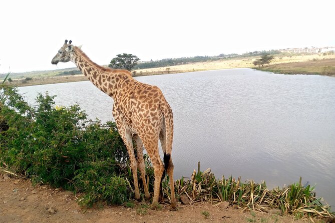 Safari Tour; Nairobi National Park - Airport drop-off for a long layover
