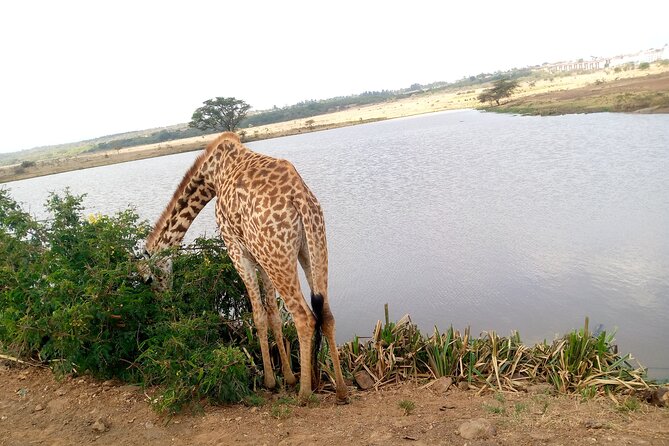 Safari Tour; Nairobi National Park - Entering the park in an open-roofed van