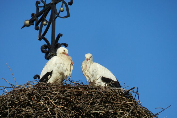 Safari-Tour Villages and vineyard, 1/2 day afternoon - Meeting the tour in Colmar