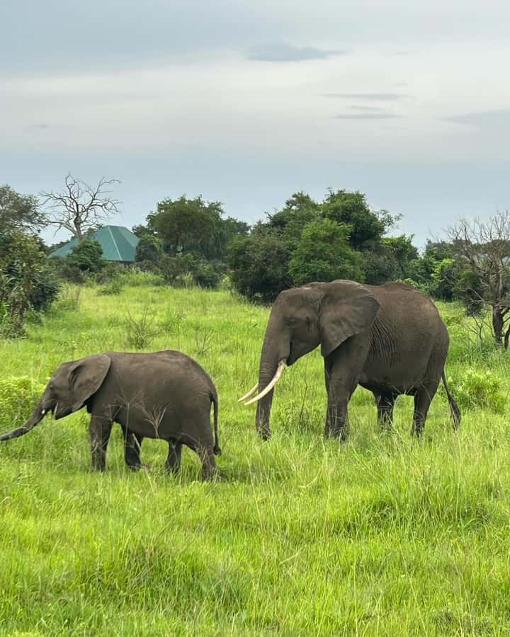SAFARI WILDLIFE 3 DAYS 2 NIGHT FROM ZANZIBAR TO MIKUMI - Key points to know before booking