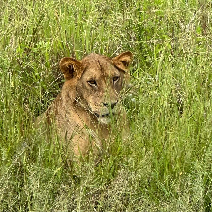 SAFARI WILDLIFE 3 DAYS 2 NIGHT FROM ZANZIBAR TO MIKUMI - Why the Zanzibar to Mikumi route feels different