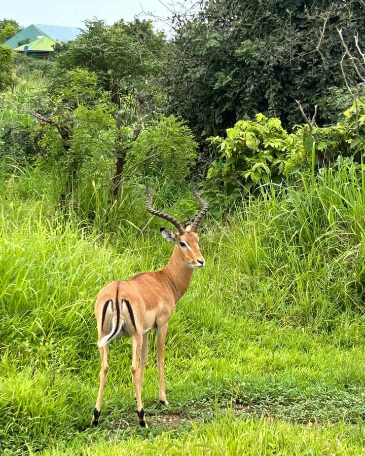 SAFARI WILDLIFE 3 DAYS 2 NIGHT FROM ZANZIBAR TO MIKUMI - The accommodation question you should settle early