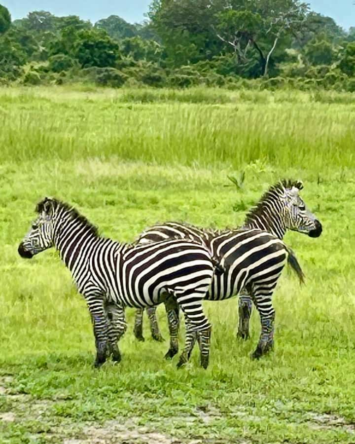 SAFARI WILDLIFE 3 DAYS 2 NIGHT FROM ZANZIBAR TO MIKUMI - Day two: a full safari in Mikumi National Park