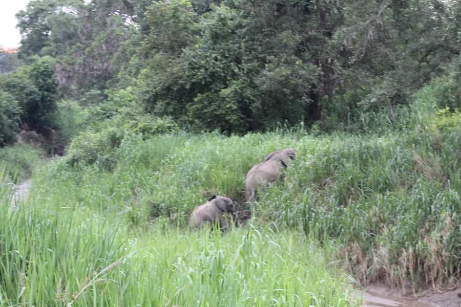 SAFARI WILDLIFE 3 DAYS 2 NIGHT FROM ZANZIBAR TO MIKUMI - What the $760 price really includes