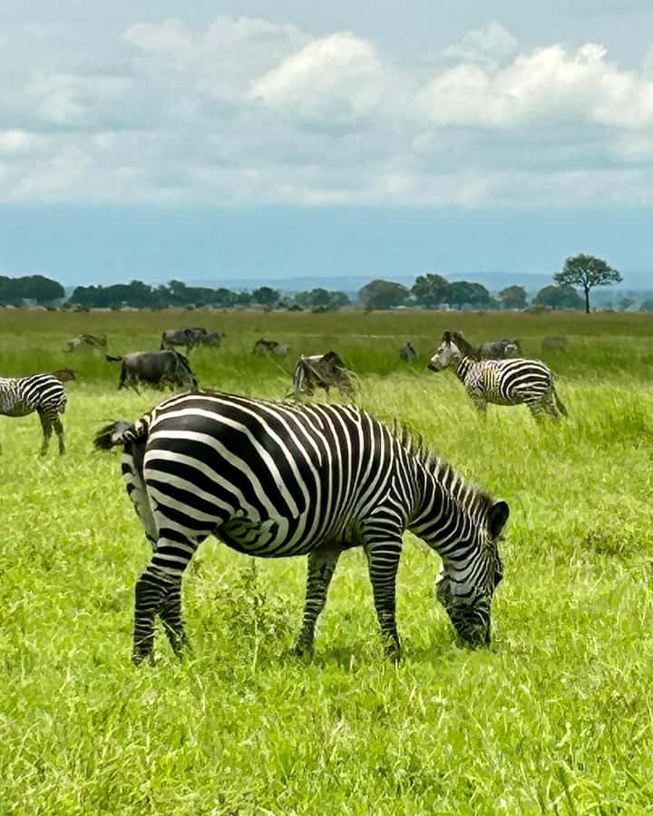 SAFARI WILDLIFE 3 DAYS 2 NIGHT FROM ZANZIBAR TO MIKUMI - Practical booking advice