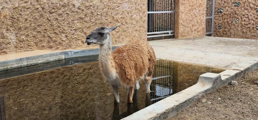 Safari World Zoo and Wahiba Sands with Sunset - Camel rides and quad bikes: check what your $100 covers