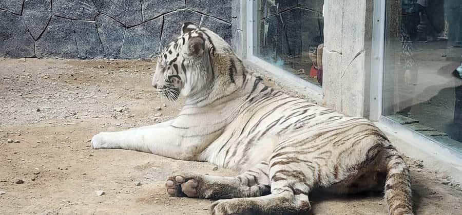 Safari World Zoo and Wahiba Sands with Sunset - Dinner under the stars at a desert camp