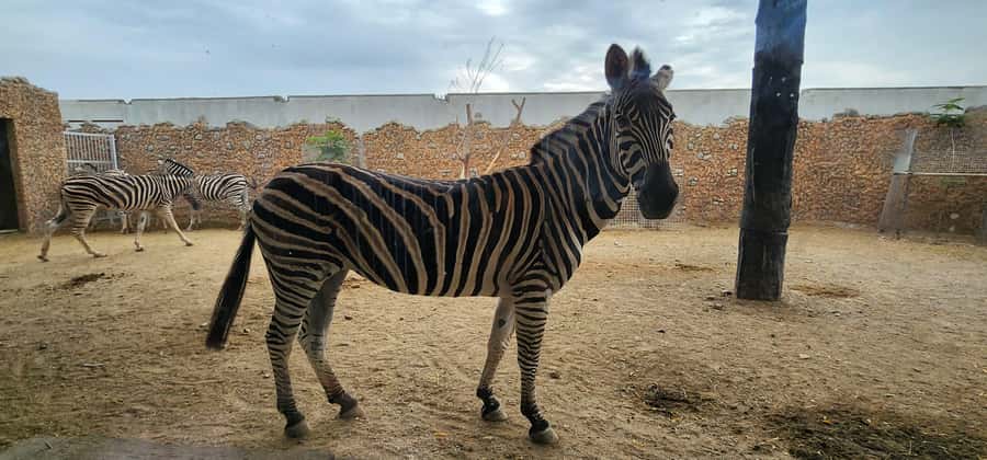 Safari World Zoo and Wahiba Sands with Sunset - The guides make a real difference