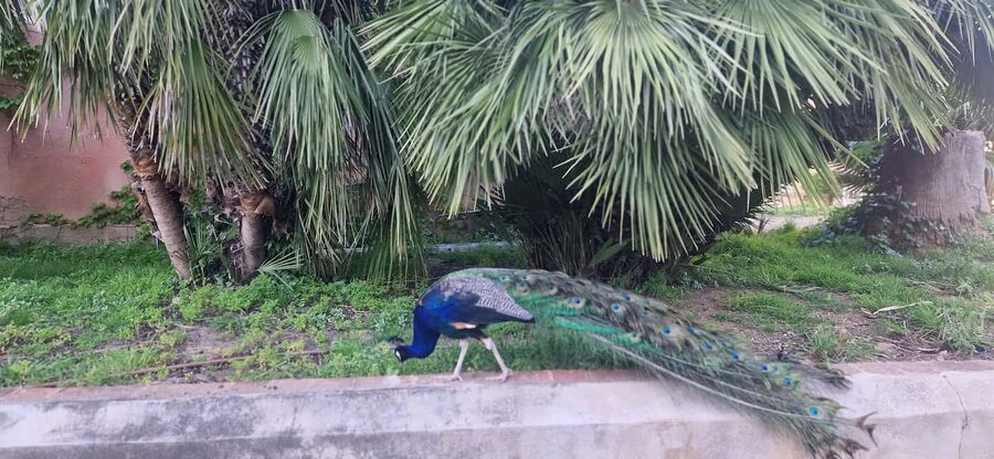 Salou safari: Park Samá with 1 vermouth tasting&hotel Pickup - Animals, Aviary, and Family Time