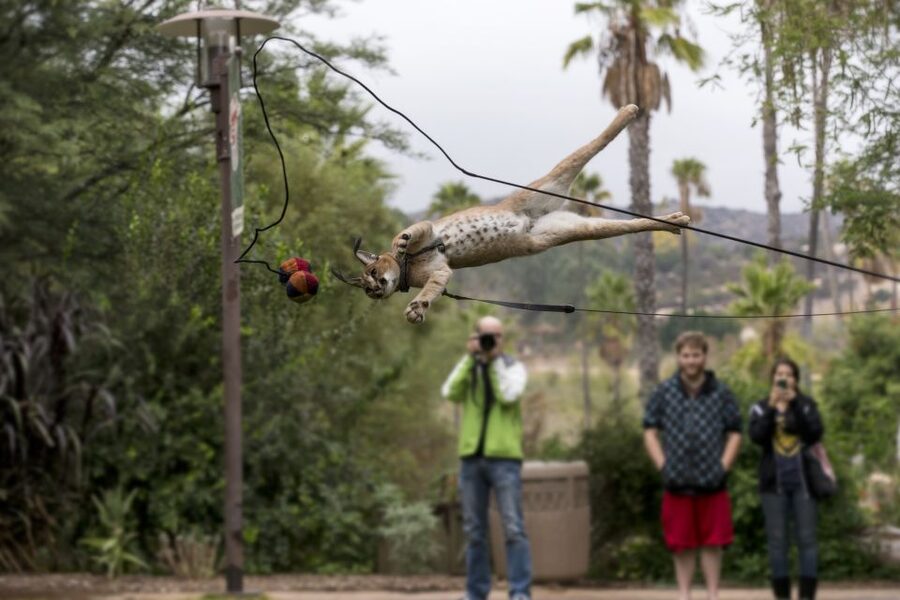 San Diego Zoo and Safari Park: 2-Day Entry Ticket - Should You Buy the Two-Day Ticket?