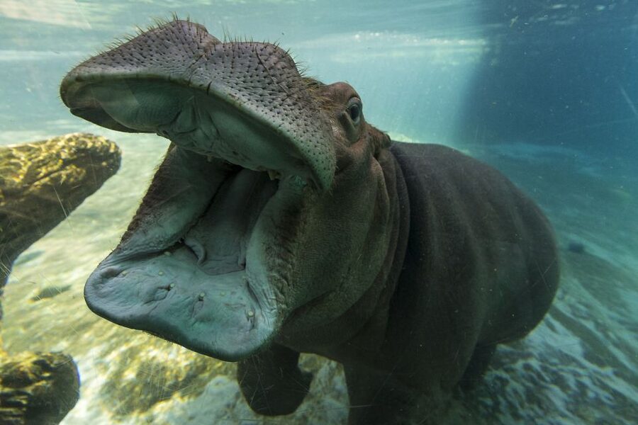 San Diego Zoo and Safari Park: 2-Day Entry Ticket - Why the Open Enclosures Change the Experience