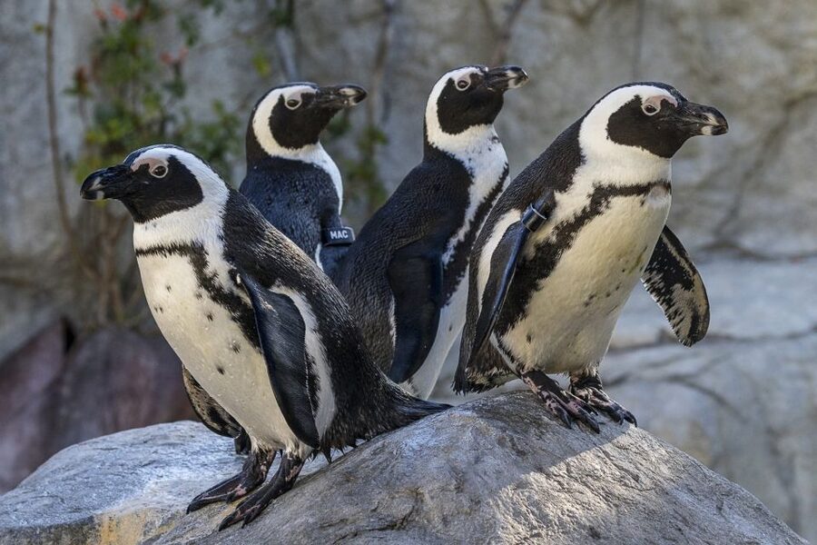 San Diego Zoo and Safari Park: 2-Day Entry Ticket - A Practical Two-Day Plan