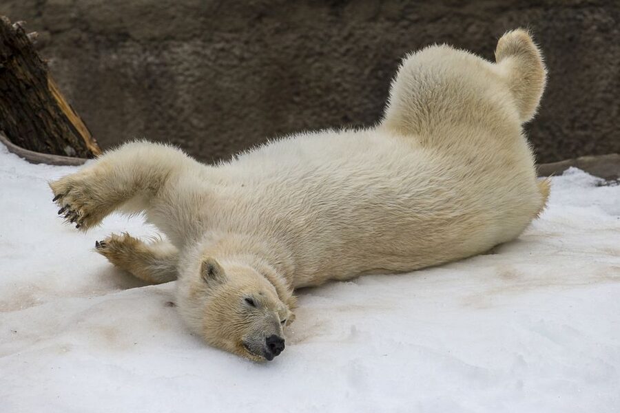 San Diego Zoo and Safari Park: 2-Day Entry Ticket - Price, Parking, and What You Still Pay For
