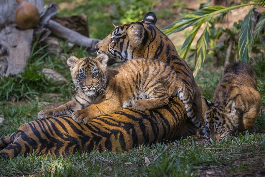 San Diego Zoo and Safari Park: 2-Day Entry Ticket - Who Will Enjoy This Most