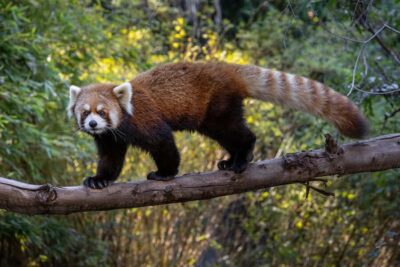 San Diego Zoo Safari Park 1-Day Ticket