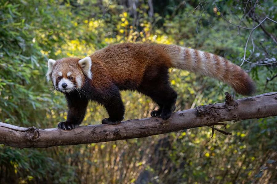 San Diego Zoo Safari Park 1-Day Ticket - Lions, Tigers, and the Animals You Might Miss