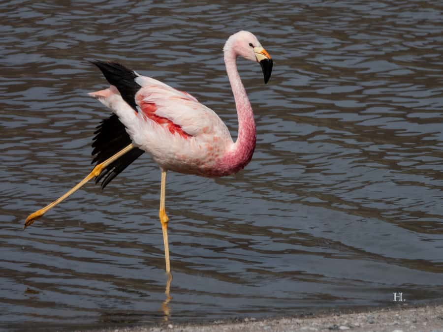 San Pedro de Atacama: Wildlife Safari and Photography Tour - Key points at a glance