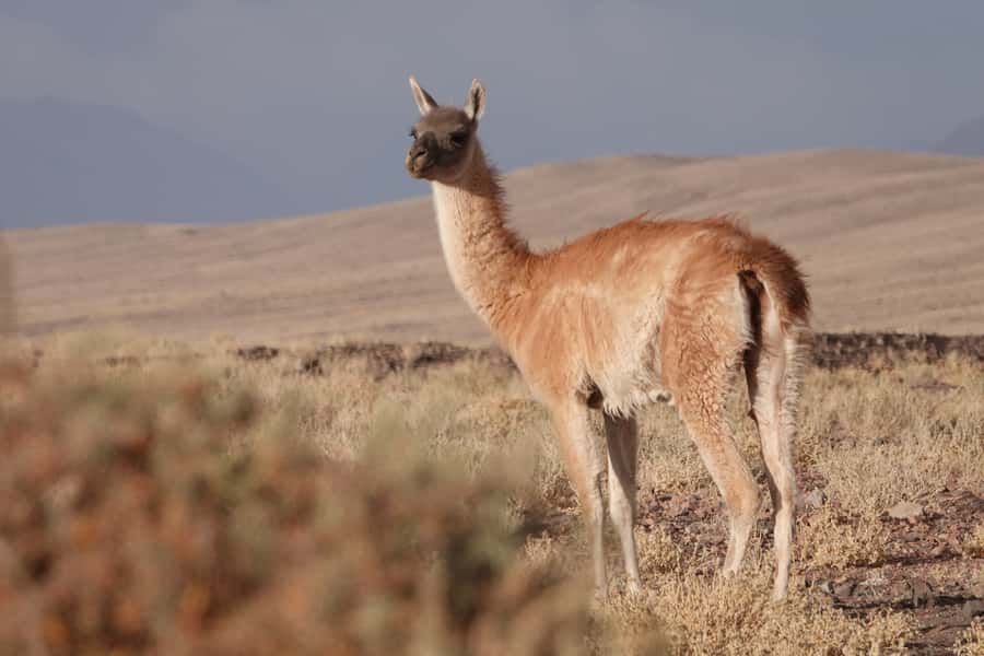 San Pedro de Atacama: Wildlife Safari and Photography Tour - Why this Atacama safari feels different
