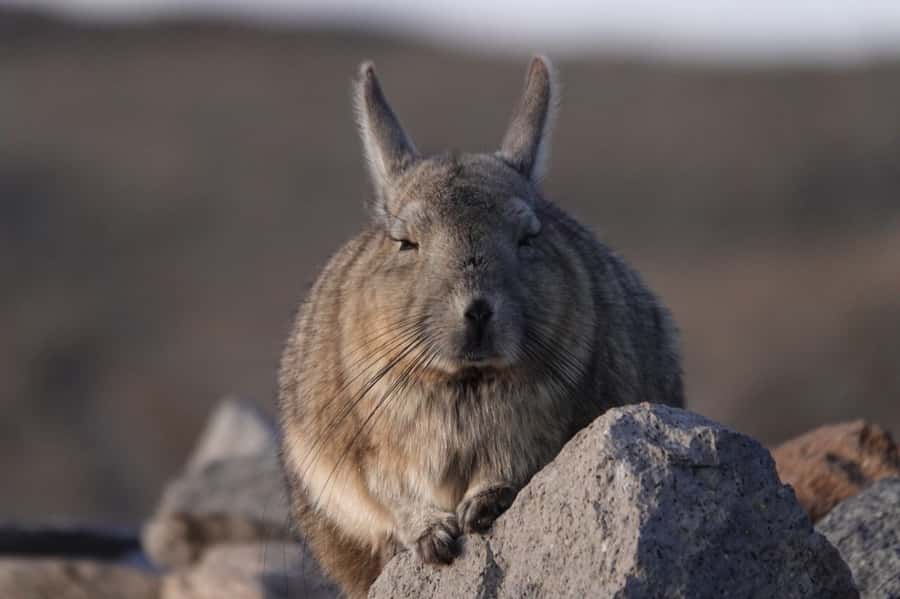 San Pedro de Atacama: Wildlife Safari and Photography Tour - Machuca village and its busy wetlands