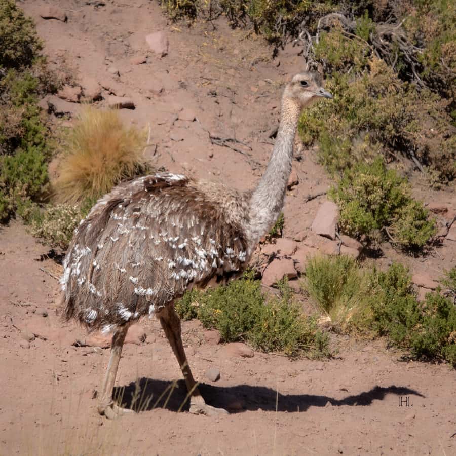 San Pedro de Atacama: Wildlife Safari and Photography Tour - A guide who changes what you see