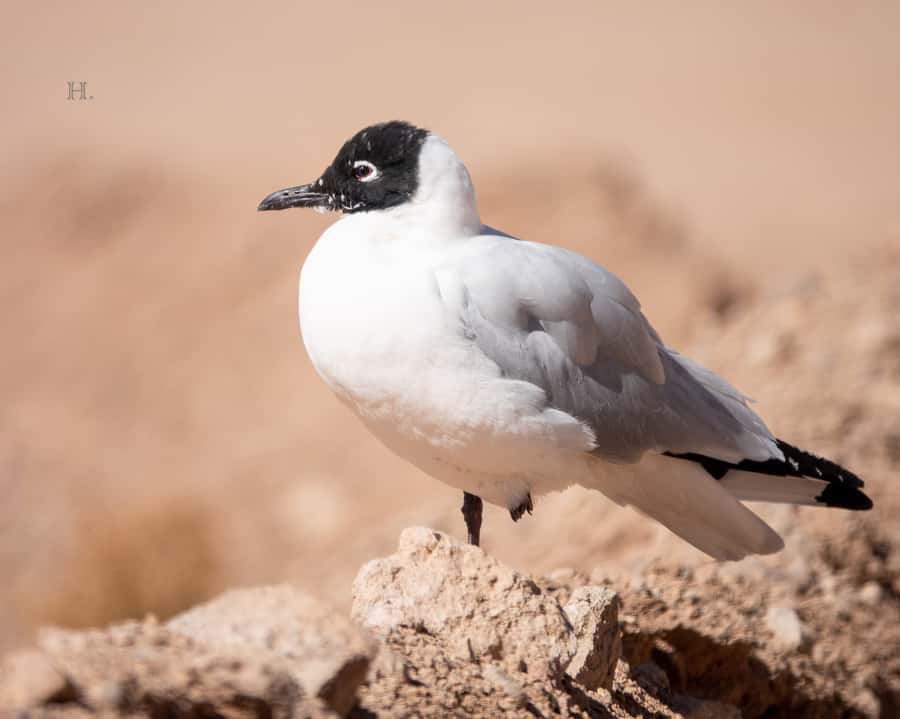 San Pedro de Atacama: Wildlife Safari and Photography Tour - What the photography support really offers
