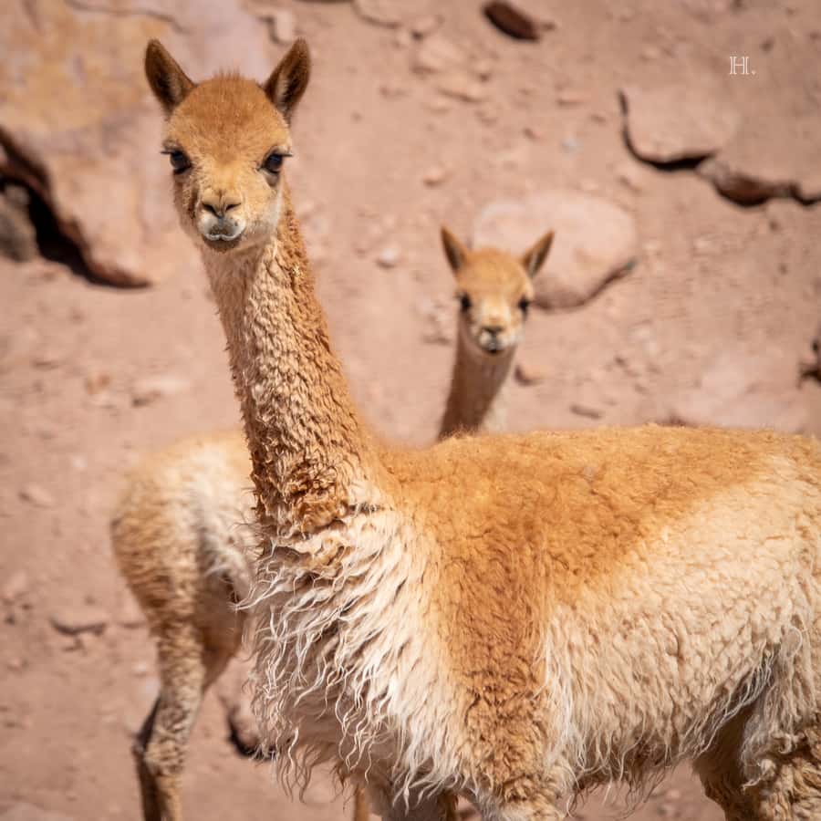 San Pedro de Atacama: Wildlife Safari and Photography Tour - Price, group size, and practical value