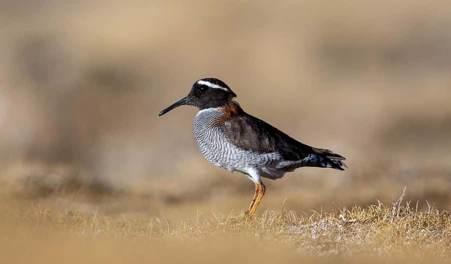 San Pedro de Atacama: Wildlife Safari and Photography Tour - Should you book this wildlife safari?