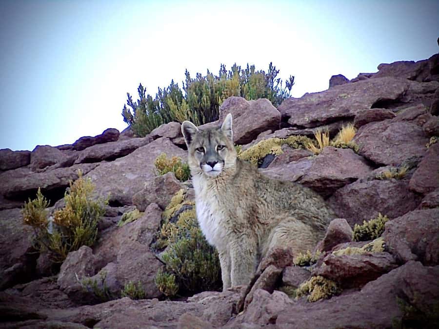 San Pedro de Atacama: Wildlife Safari and Photography Tour - The 45-minute ride to Quirquincho Pass