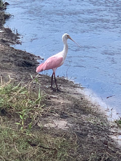 Sarasota: Myakka State Park E-bike Safari Experience - Should you book the Myakka e-bike safari?