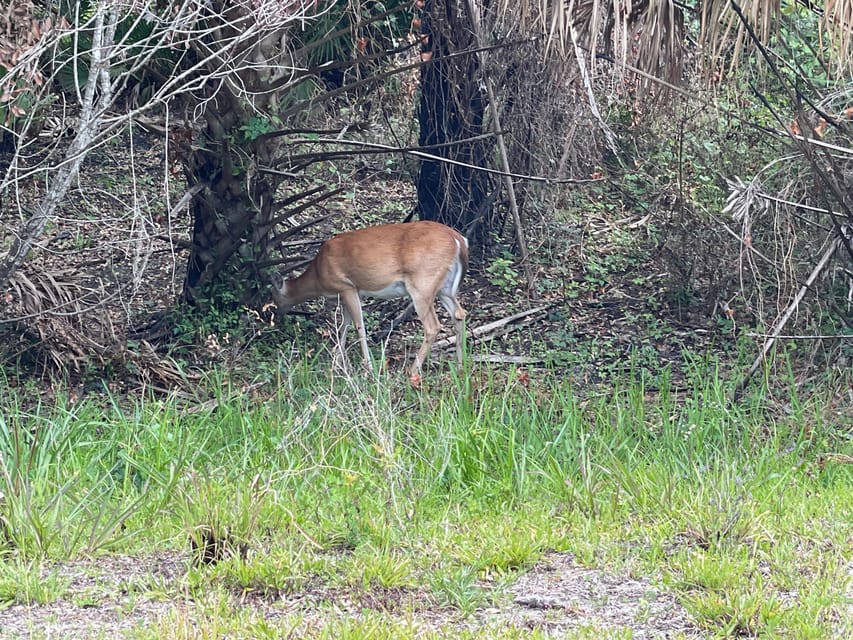 Sarasota: Myakka State Park E-bike Safari Experience - Who will enjoy this Myakka ride most