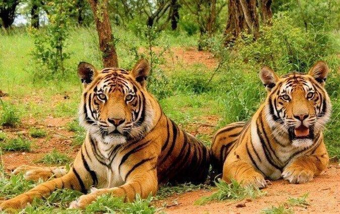 Sariska Tiger Reserve Assistance for Gypsy Private Safari Tickets - Sariska Safari: A Realistic Tiger-Spotting Plan