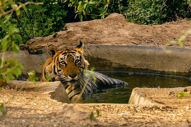 Sariska Tiger Reserve Assistance for Gypsy Private Safari Tickets - What Happens at Sariska Tiger Reserve